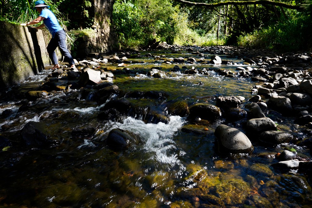 Megan Powers reaches the side of the Hoolawa Stream to the wall for diverting water Thursday, Oct. 3, 2024, in Huelo. East Maui water rights are a point of contention. (Kevin Fujii/Civil Beat/2024)