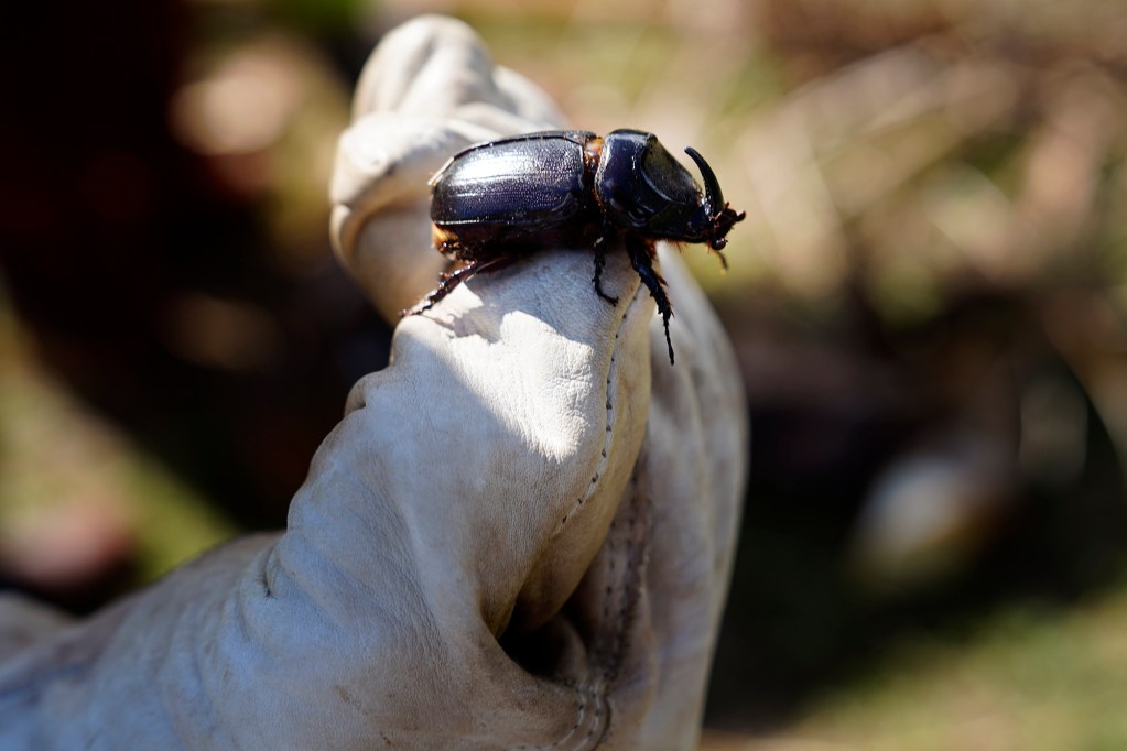 A coconut rhinoceros beetle is found in a felled coconut tree Monday, Oct. 7, 2024, at Kaiaka Bay Beach Park in Haleiwa. This grove of trees was damaged or killed by invasive coconut rhinoceros beetles. (Kevin Fujii/Civil Beat/2024)