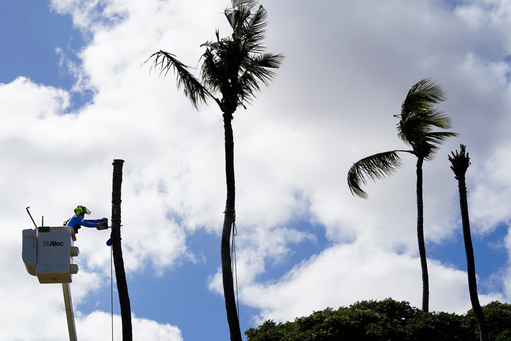 A Honolulu County Parks Department laborer cuts a coconut tree for removal Monday, Oct. 7, 2024, at Kaiaka Bay Beach Park in Haleiwa. This grove of trees was damaged or killed by invasive coconut rhinoceros beetles. (Kevin Fujii/Civil Beat/2024)