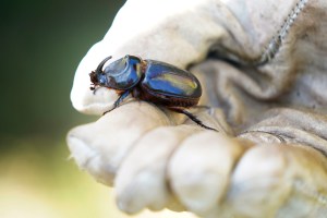 Molokaʻi Residents Fight To Keep Coconut Rhinoceros Beetle Off Their Island