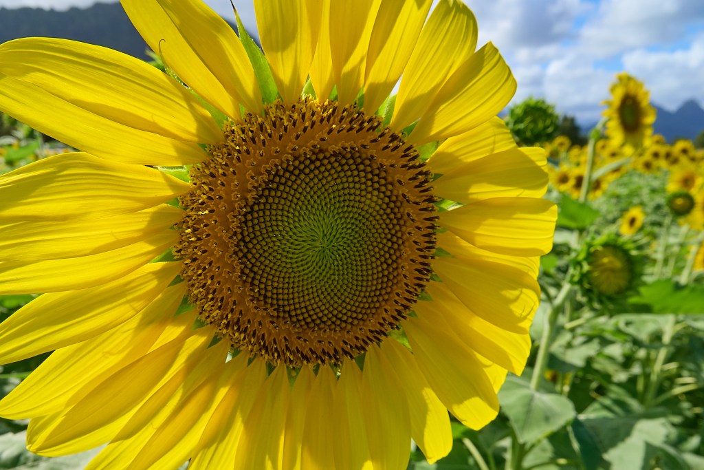 There’s something very special about a field of Sun flowers, but Taking a closer look at them always seems to reveal another part of their beauty. This shot of the main blossom shows some wonderful patterns found in nature, but the reverse side of the flower shows off the intricate detail of the plant so often overlooked. Waimanalo Country Farm is one of the few remaining family owned and run farms on the island of Oahu.  Since 1948 the farm has operated its 52 acres through 6 generations, to provide locally grown food items available to the general public.  Originally W.C.F. grew watermelons, then corn along with a variety of other salable produce.This year from September 28th through November 9th The farm will run its 2024 Fall Harvest Festival program showing off its acreage to the public who attend.(David Croxford/Civil Beat/2024)