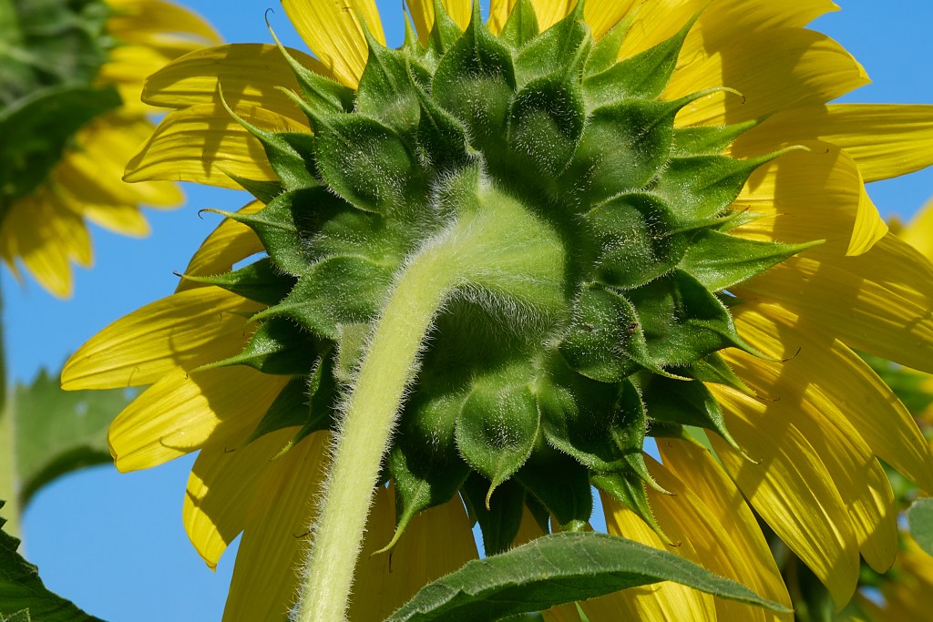There’s something very special about a field of Sun flowers, but Taking a closer look at them always seems to reveal another part of their beauty. This shot of the main blossom shows some wonderful patterns found in nature, but the reverse side of the flower shows off the intricate detail of the plant so often overlooked. Waimanalo Country Farm is one of the few remaining family owned and run farms on the island of Oahu.  Since 1948 the farm has operated its 52 acres through 6 generations, to provide locally grown food items available to the general public.  Originally W.C.F. grew watermelons, then corn along with a variety of other salable produce.This year from September 28th through November 9th The farm will run its 2024 Fall Harvest Festival program showing off its acreage to the public who attend.(David Croxford/Civil Beat/2024)