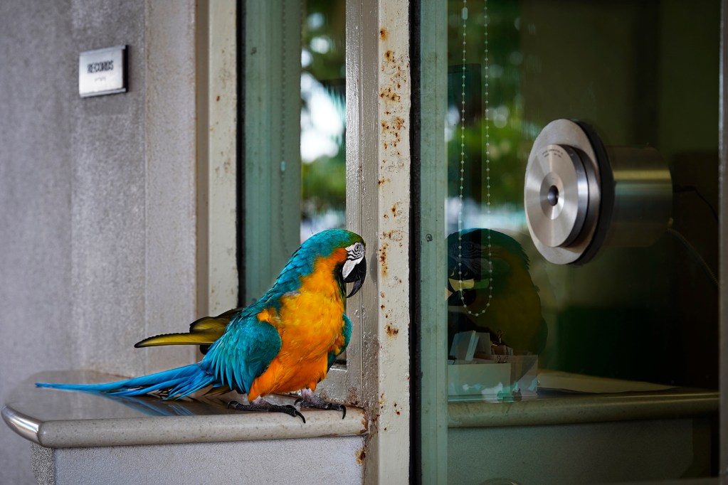 Pretty Bird waits patiently at the Kauai Records Division window Wednesday, Oct. 9, 2024, in Lihue. The 22-year-old blue-and-gold macaw was rescued by Shell Dave. Dave said Pretty Bird was locked in a cage for seven years and didn’t have freedom to spread his beautiful wings until they met. (Kevin Fujii/Civil Beat/2024)