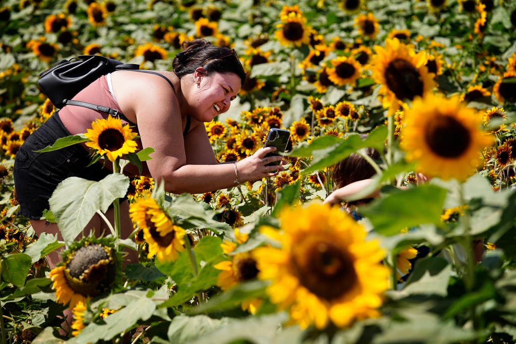 Ronnie Soto of Waianae photographs keiki in the Aloun Farms 22nd Annual Pumpkin Festival sunflower field Sunday, Oct. 13, 2024, in Kapolei. The festival is open during the remaining weekends of October. (Kevin Fujii/Civil Beat/2024)