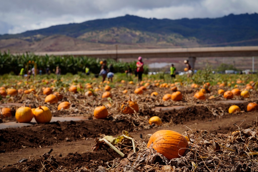 Aloun Farms 22nd Annual Pumpkin Festival takes place Sunday, Oct. 13, 2024, in Kapolei. People could pick pumpkins, string beans and corn for an added expense. The festival is open during the remaining weekends of October. (Kevin Fujii/Civil Beat/2024)