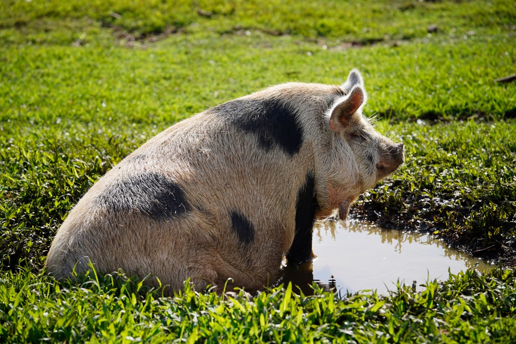 A pig wakes up from its waterbed nap at Mokulua Farms Wednesday, Oct. 14, 2024, in Waimanalo. (Kevin Fujii/Civil Beat/2024)
