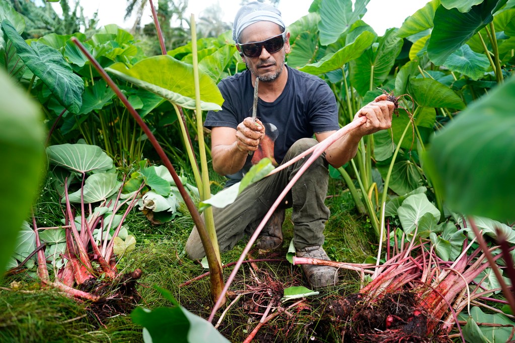 Daniel Anthony cleans up an ‘Ula‘ula Kūmū Kalo while harvesting Wednesday, Oct. 14, 2024, in Waimanalo. (Kevin Fujii/Civil Beat/2024)