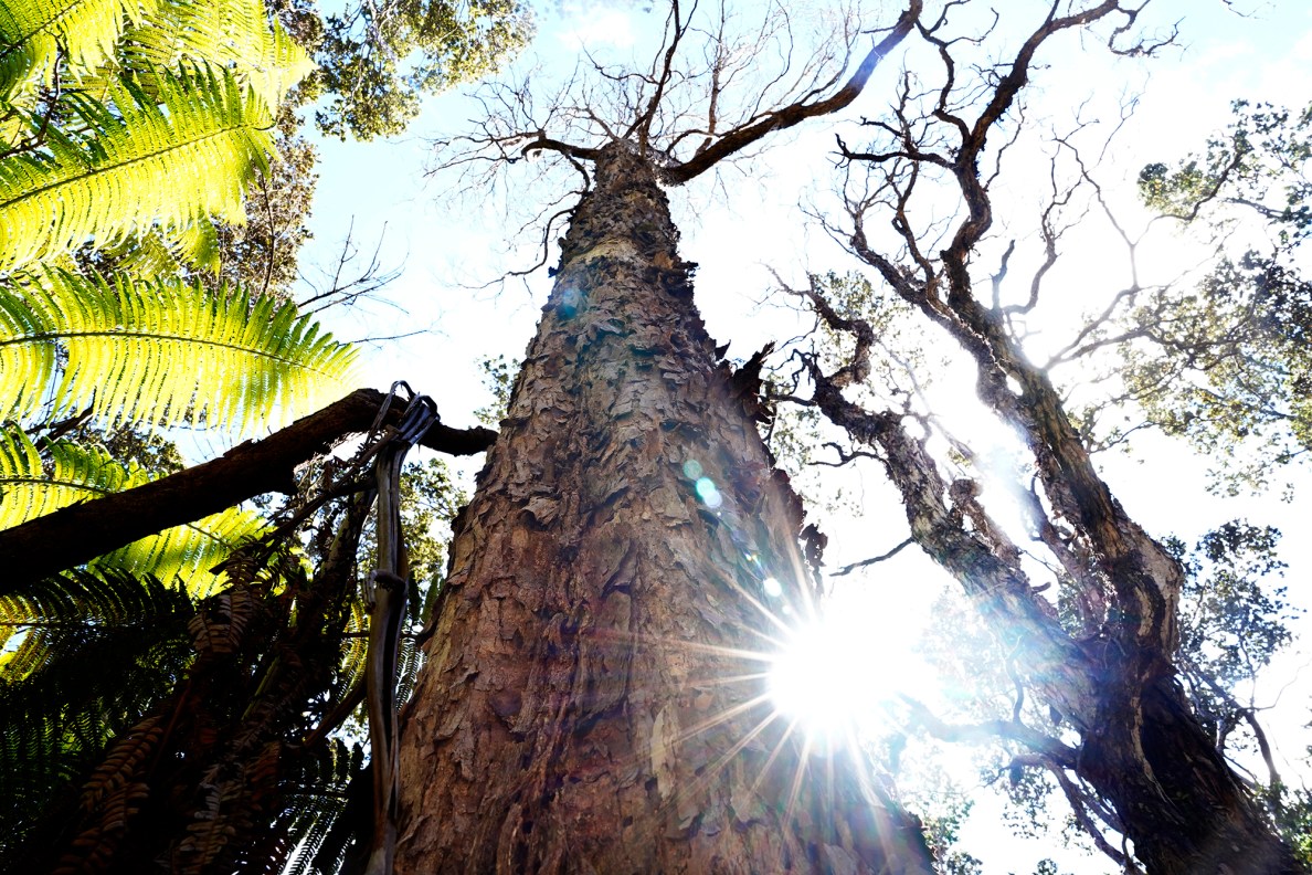 A victim of Rapid Ohia Death stands bare Tuesday, Oct. 22, 2024, in Volcanoes National Park on the Big Island. A genetic test verified the tree’s demise. (Kevin Fujii/Civil Beat/2024)