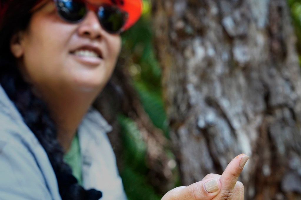 United States Forest Service entomologist Kylle Roy shows an ambrosia beetle’s fass on a Rapid Ohia Death victim Tuesday, Oct. 22, 2024, in Volcanoes National Park on the Big Island. An ambrosia beetle’s fass is exactly 500 microns and leaves behind evidence of their activity. (Kevin Fujii/Civil Beat/2024)