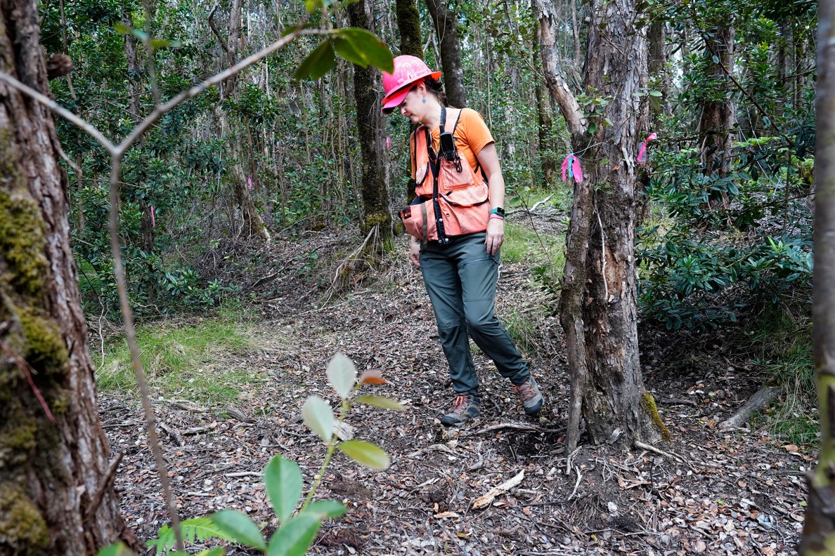 Akaka Foundation Tropical forest project coordinator Sarah Knox walks away from a wounded 'Ōhi'a tree Tuesday, Oct. 22, 2024, in Volcanoes National Park on the Big Island. A hypothesis has arisen about pigs wounding 'Ōhi'a trees and spreading the Rapid 'Ōhi'a Death fungus. (Kevin Fujii/Civil Beat/2024)