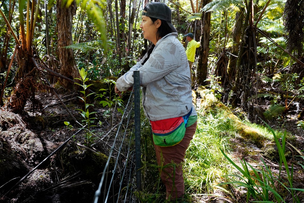 United States Forest Service entomologist Kylle Roy stands on the fenced side of a healthy native forest while looking toward a damaged forest Tuesday, Oct. 22, 2024, in Volcanoes National Park on the Big Island. Feral pigs are the likely culprit for damaging the forest’s understory. A hypothesis has arisen about pigs wounding 'Ōhi'a trees and spreading the Rapid 'Ōhi'a Death fungus. (Kevin Fujii/Civil Beat/2024)