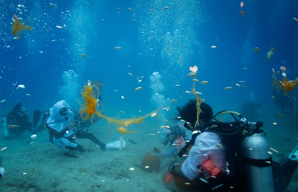 Pumpkin seeds and pulp float away during the Island Divers Hawaii underwater pumpkin carving contest Saturday, Oct. 26, 2024, in Honolulu. (Kevin Fujii/Civil Beat/2024)