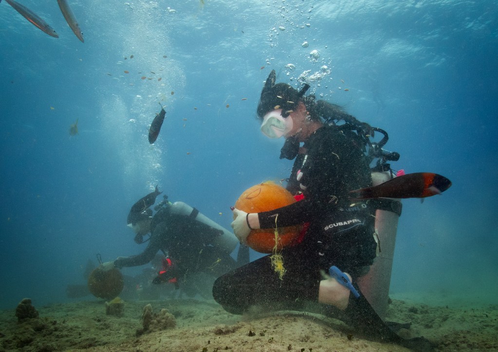 Fish surround Sophie Bulatovic for a holiday treat during an Island Divers Hawaii underwater pumpkin carving contest Saturday, Oct. 26, 2024, in Honolulu. (Kevin Fujii/Civil Beat/2024)