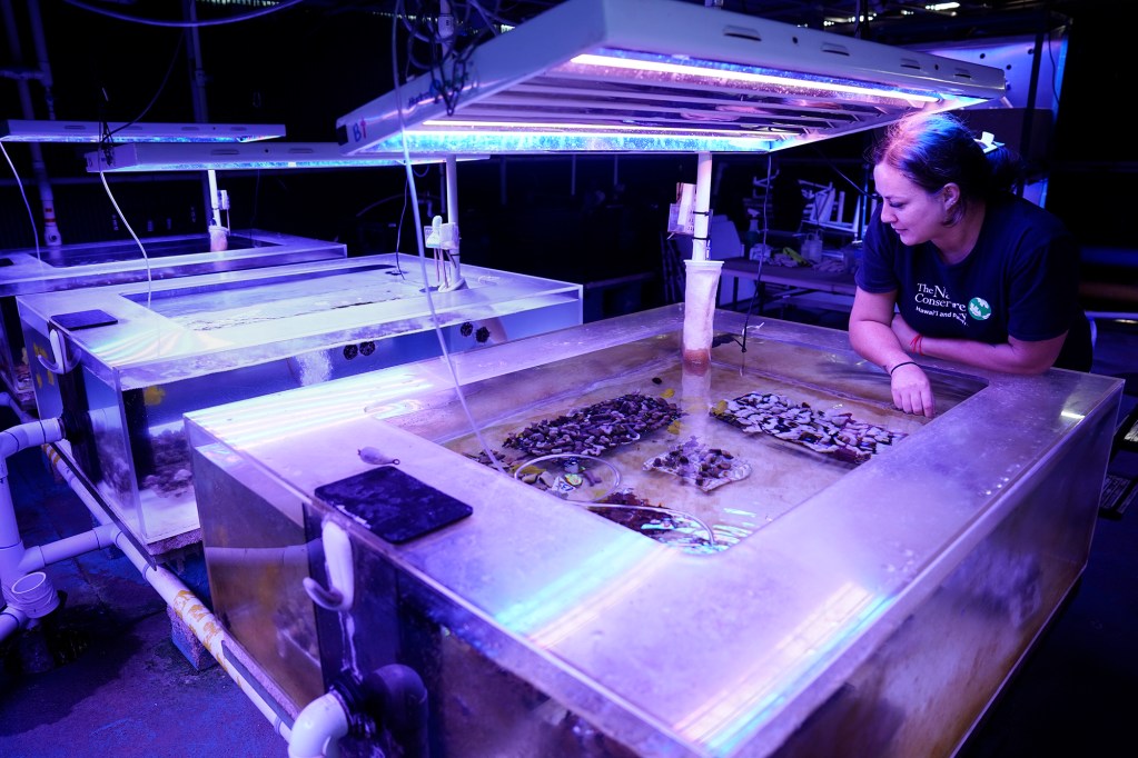 Maui Marine Project Manager with The Nature Conservancy, Hawai'i Tiara Stark looks over young corals which can be found in Maui Tuesday, Oct. 29, 2024, at the Maui Ocean Center Marine Institute in Wailuku. (Kevin Fujii/Civil Beat/2024)