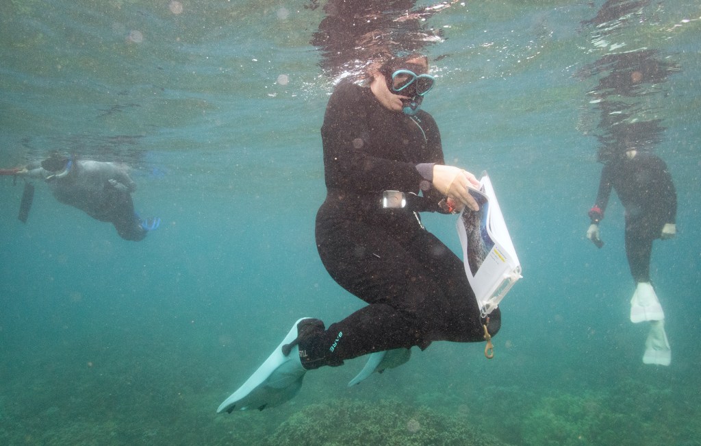 Maui Marine Project Manager with The Nature Conservancy, Hawai'i Tiara Stark searches Mala Wharf’s coral locations Tuesday, Oct. 29, 2024, in Lahaina. (Kevin Fujii/Civil Beat/2024)