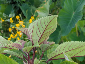 Revitalizing Hawaii With Agroecology And Agroforestry