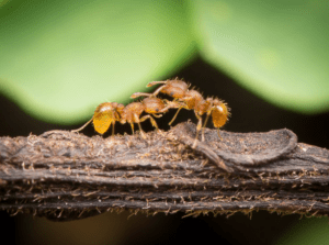 Rep. Gene Ward: Are Little Fire Ants Smarter Than We Are?