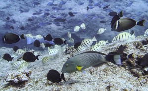 Deep-Sea Mining Risks Disrupting The Marine Food Web, Study Warns