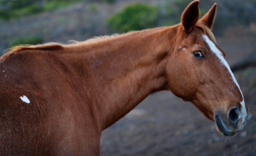 A Spirit Horse Ranch resident is all heart Friday, Nov. 8, 2024, in Kula. Spirit Horse Ranch offers behavioral-health therapy for humans. (Kevin Fujii/Civil Beat/2024)