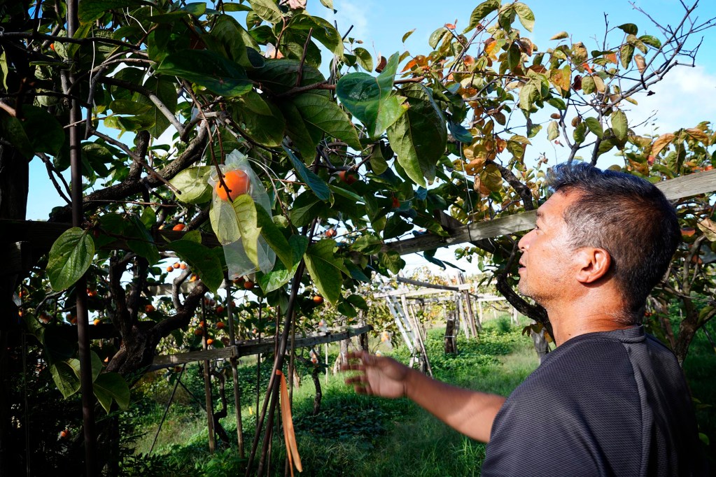 Lance Matsui adjusts a bag protecting fuyu persimmons at MM Persimmon Farm Friday, Nov. 8, 2024, in Kula. Some birds have been marauding the fall fruit. (Kevin Fujii/Civil Beat/2024)