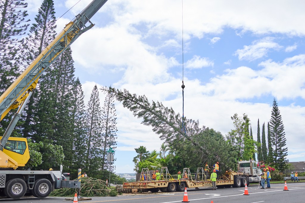 The City and County of Honolulu’s dept of Urban Forestry oversaw the harvesting of a Dougles Pine tree from the corner of Holopuni Drive and Ka’ahele Streets in Aiea. The tree was selected, cut to size and transported for storage in Honolulu until it can be erected and decorated for this years Christmas season.(David Croxford/Civil Beat/2024)