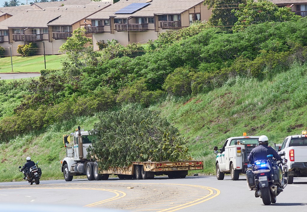 The City and County of Honolulu’s dept of Urban Forestry oversaw the harvesting of a Dougles Pine tree from the corner of Holopuni Drive and Ka’ahele Streets in Aiea. The tree was selected, cut to size and transported for storage in Honolulu until it can be erected and decorated for this years Christmas season.(David Croxford/Civil Beat/2024)