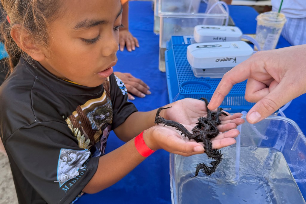 Kalakaua La Hanau - Kalaukaua Birthday was celebrated at Mauliola (Sand Island) on November 16th, 2024 with Outrigger Canoe Paddling instruction for attendees, science stations including a station manned by the Hawaiian Institute of Marine Biology who brought along living examples of sea creatures like the Brittle Star. (David Croxford/Civil Beat/2024)