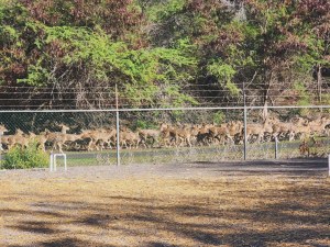 17,000 Axis Deer Were Killed On Maui This Year, But They Just Keep Coming