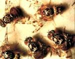 In Hawaii, Parasites And Viruses Team Up In The Battle Against Fruit Flies