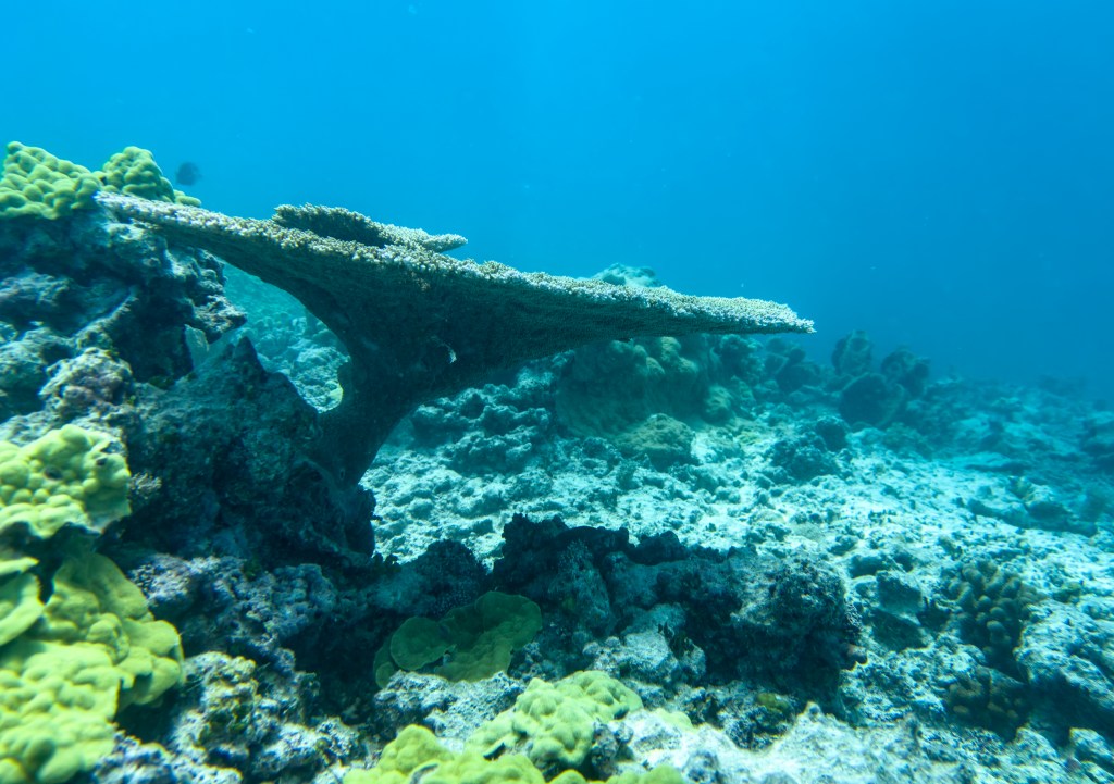 Reef-building acropora is a table coral only found in Hawaii at Lalo. (Nathan Eagle/Civil Beat/2024)