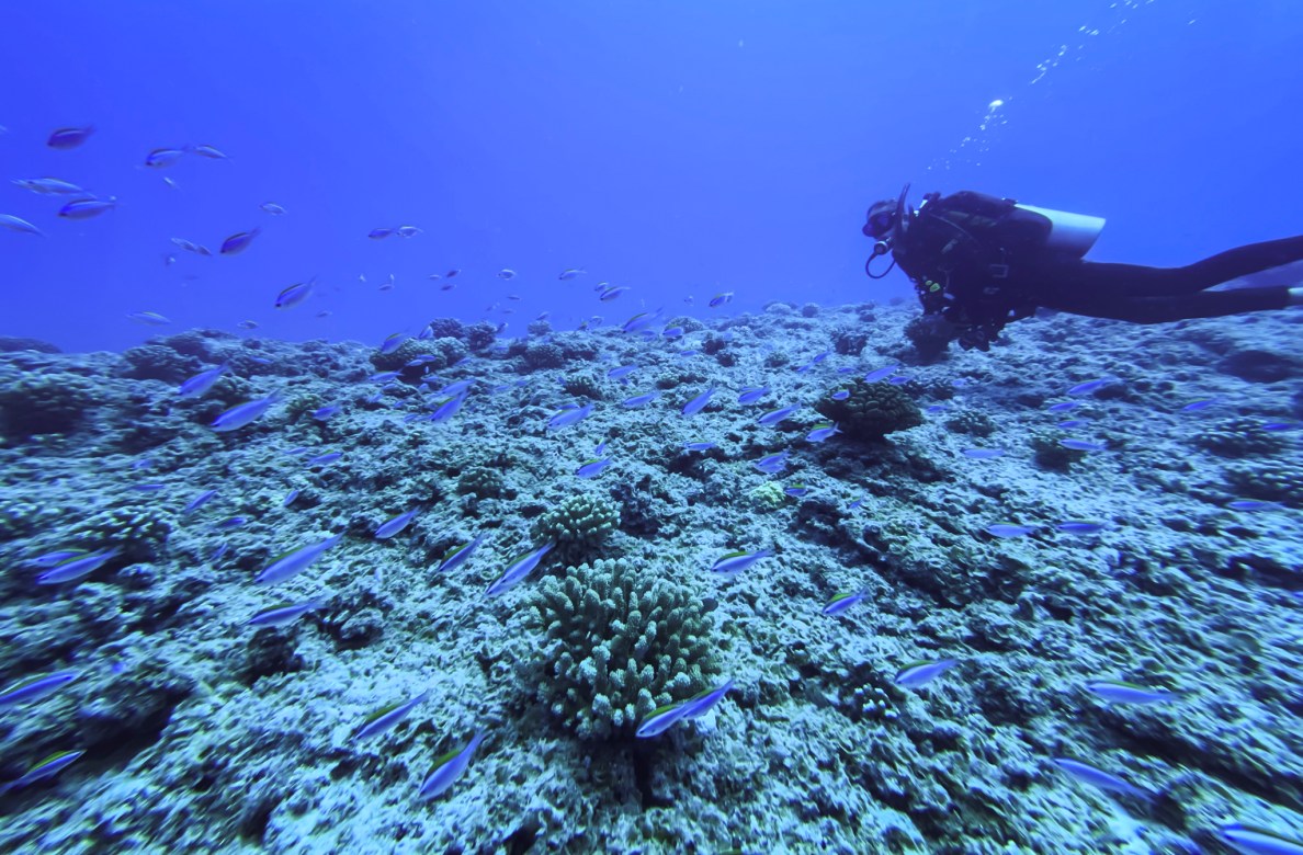 Randy Kosaki, deputy superintendent for NOAA of Papahanaumokuakea Marine National Monument, dives in the Northwestern Hawaiian Islands. (Nathan Eagle/Civil Beat/2024)