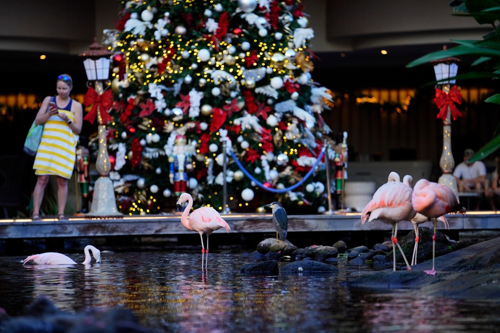 A Christmas tree and decorations rise behind Stephanie Coffey of Georgetown, Texas, as she looks at her photo of pink flamingoes and a sneaky ʻAukuʻu or black-crowned night heron, at the The Westin Maui Resort & Spa, Kāʻanapali’s Lobby Pond during koi-feeding time Friday, Dec. 6, 2024, in Lahaina. The resort’s housekeeping staff decorated the vacation spot to host “Spirit of the Season” Saturday, Dec. 7, beginning at 4:30 p.m. The free community event will have holiday entertainment and treats. Keiki and adults can begin the festivities with gingerbread-cookie decorating before the “Spirit of the Season” begins with live performances by local artists and tropical, holiday drinks and pupus.