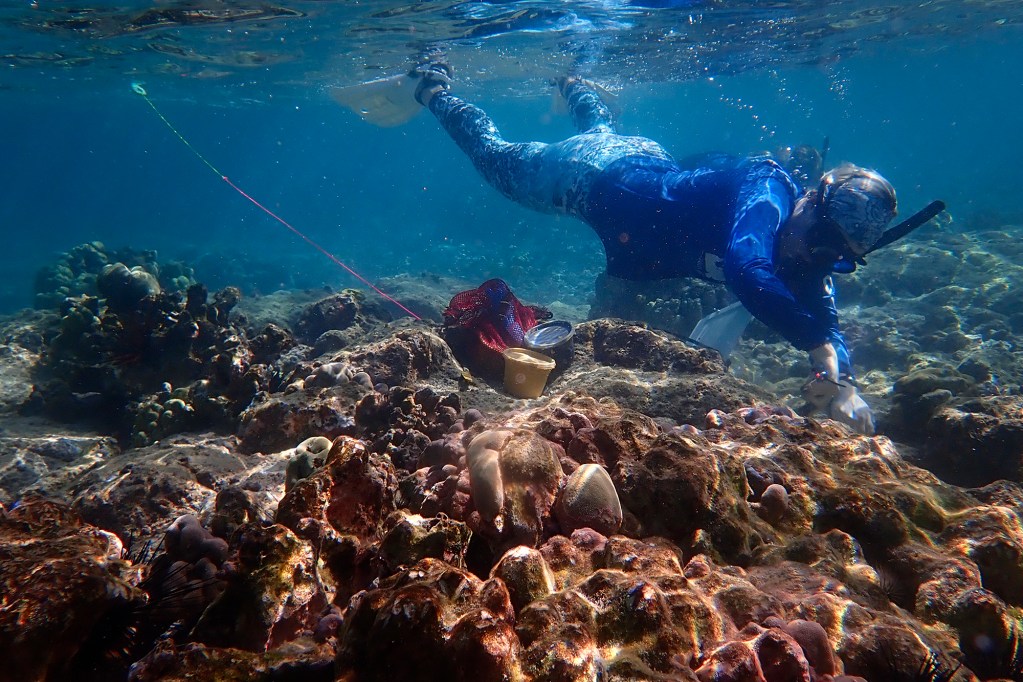 DLNR DAR coral restoration technicians Sydney Lyn Lewis replants coral in Kahalu’u Bay Wednesday, Dec. 11, 2024, in Kailua-Kona. (Kevin Fujii/Civil Beat/2024)