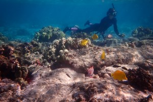 Hawaiʻi’s Shared Responsibility To Care For Coral Reefs