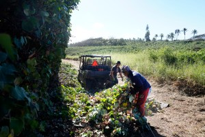 Maui Looks Elsewhere To Fund Fire Prevention Projects After Trump Cuts