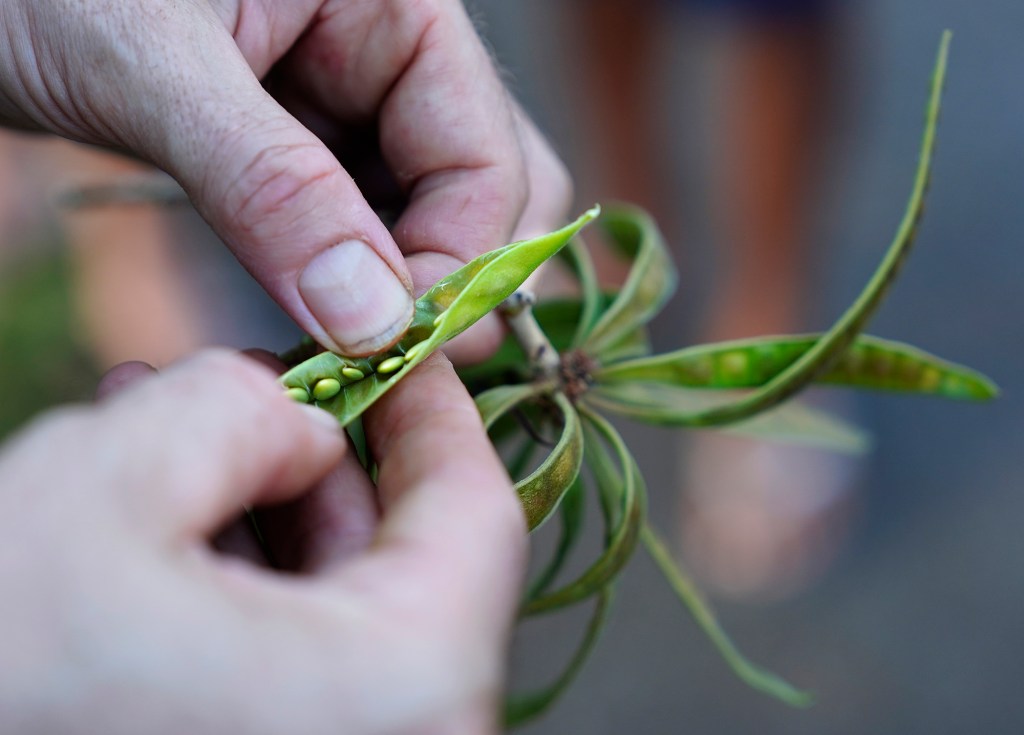 Dr. Nat Bletter opens a Haole Koa pod during his Urban Foraging in Honolulu's Jungles Sunday, Dec. 15, 2024, in Honolulu. The flavor was like garlic edamame. (Kevin Fujii/Civil Beat/2024)
