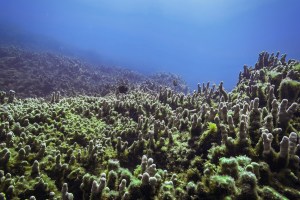 A ‘Devil’ Seaweed Is Spreading Inside Hawaiʻi’s Most Protected Place