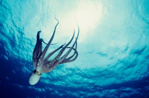 Octopuses And Their Relatives Are A New Animal Welfare Frontier