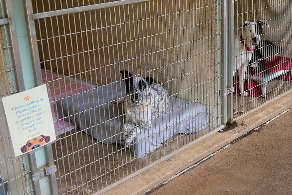 During a visit to the Maui Humane Society on January 29th, several of the canine animals were allowed some playtime during their regular daytime activities.  The animals shelter is rapidly approaching full capacity with some animals staying in the shelter far past normal stays.(David Croxford/Civil Beat/2025)