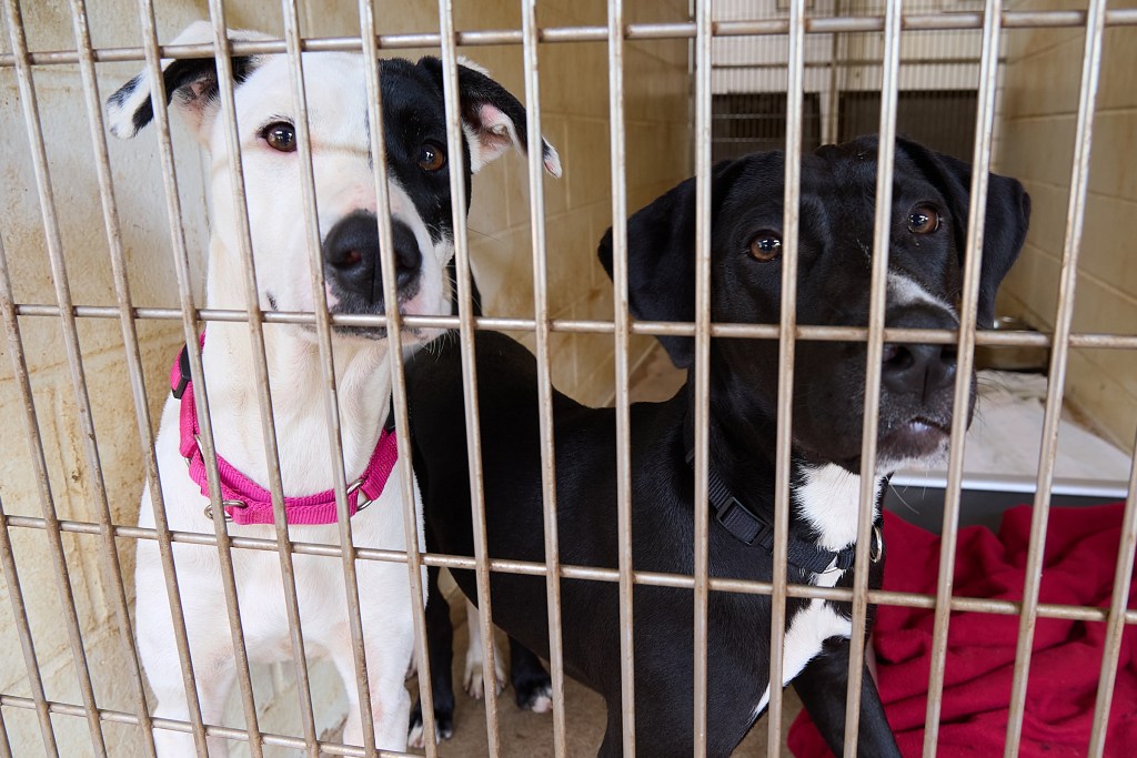 During a visit to the Maui Humane Society on January 29th, several of the canine animals were allowed some playtime during their regular daytime activities.  The animals shelter is rapidly approaching full capacity with some animals staying in the shelter far past normal stays.(David Croxford/Civil Beat/2025)