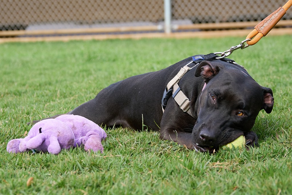 During a visit to the Maui Humane Society on January 29th, several of the canine animals were allowed some playtime during their regular daytime activities.  The animals shelter is rapidly approaching full capacity with some animals staying in the shelter far past normal stays.(David Croxford/Civil Beat/2025)