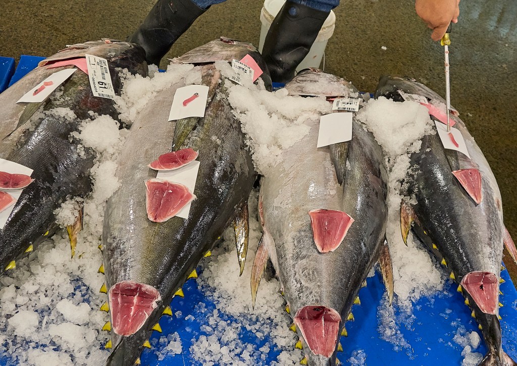 The United Fishing Agency houses a Fish Auction 6 days a week and operates between the hours of 2am with boats unloading their catches and runs until around 11 am until the days catch has been auctioned off to buyers and delivered to their destinations.(David Croxford/Civil Beat/2025)