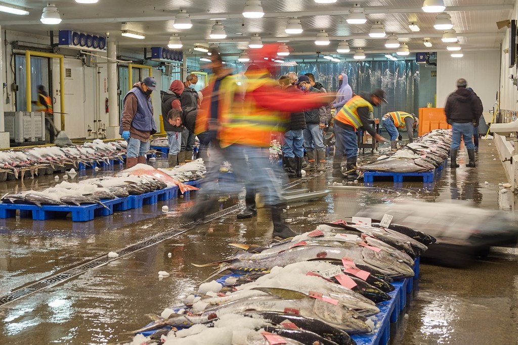 The United Fishing Agency houses a Fish Auction 6 days a week and operates between the hours of 2am with boats unloading their catches and runs until around 11 am until the days catch has been auctioned off to buyers and delivered to their destinations.(David Croxford/Civil Beat/2025)
