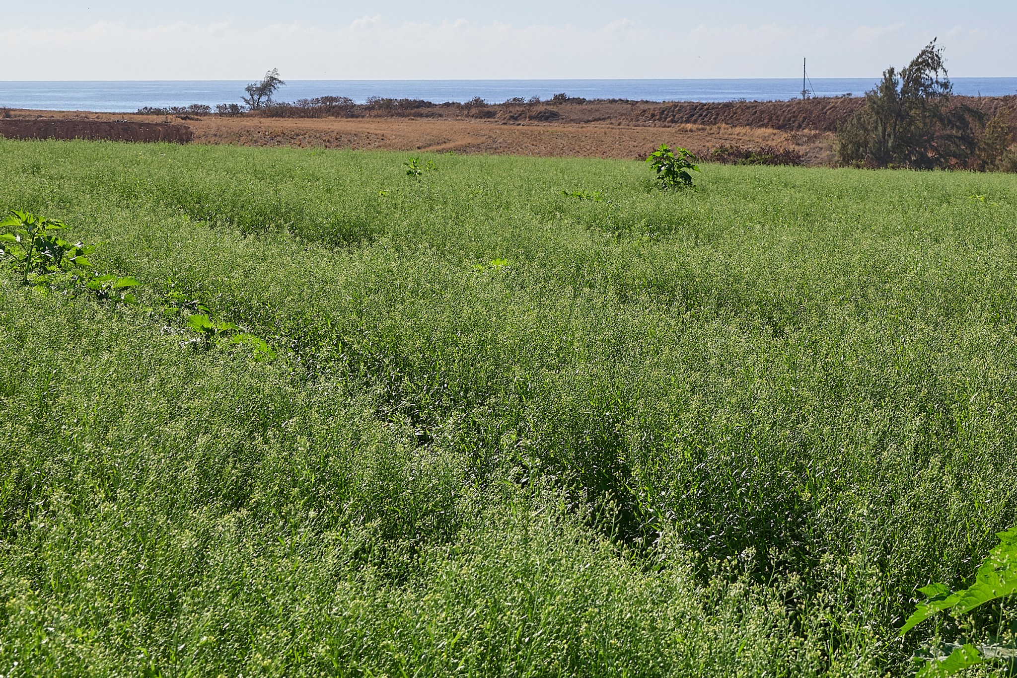 Camelina is a plant whose yield is 35:1 and whose oil can be refined into sustainable jet fuel.  Photographed in western Kauai at Aloun Farms, February 12th, 2025.  Chris Bennett is the VP of Sustainable Energy Management for Pono Pacific Land Management Group.(David Croxford/Civil Beat/2025)