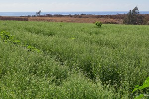 Will Bailey: A Quiet Redesign Helped Hawaiʻi Farms Get Past The Paperwork