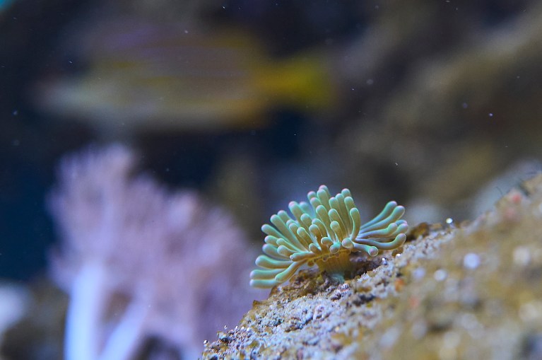 The Waikiki Aquarium has a static display of invasive species forum in and around the Hawaiian Islands.  This specific display contained species collected from Pearl Harbor and is administered byCoral Biologist Anthony R. Burke.  In the last image a visitor examines the tank housing various species including the Majano Anempnes.(David Croxford/Civil Beat/2025)