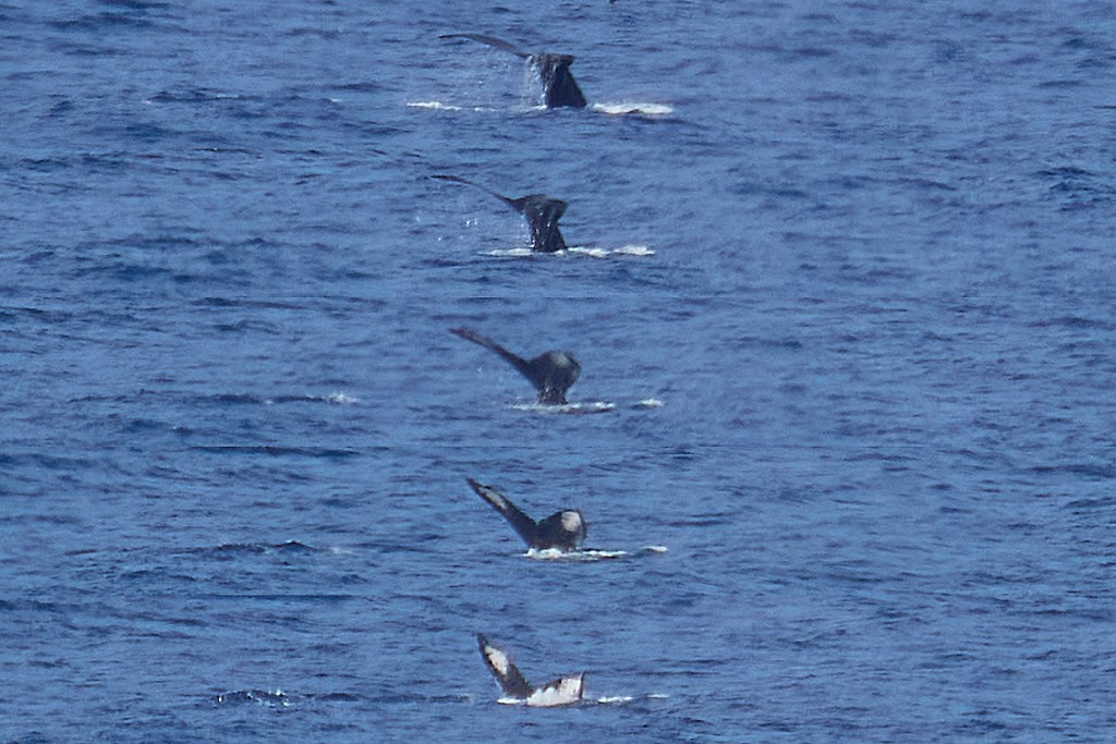 Whale season is upon us and one of the best places to witness their passing is from Diamond Head. This frame composite image of 5 frames placed together to show the whales Fluke as it rose above the surface and then dove was photographed on February 14th, mid morning. An impressive sight even from 600 plus yards. (David Croxford/Civil Beat/2025)