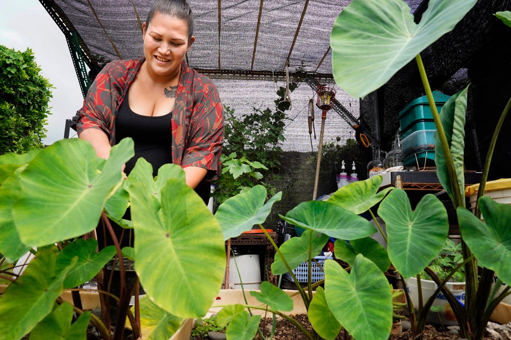 Simoné Nanilei Kamaunu tends to a cacao plant behind her kalo Tuesday, Feb. 18, 2025, in the backyard of her Māʻili home in Waiʻanae. The Department of Corrections and Rehabilitation’s offer to help those incarcerated obtain identification cards like birth certificates, social security cards and Hawaiʻi state ID cards have been slow. Kamaunu continues to wait for some of the IDs she needs for work since her release. In the meantime, her love of the ʻāina continues to bloom while she continues to study, do homework and raise keiki. She received the cacao plant while in prison. (Kevin Fujii/Civil Beat/2025)