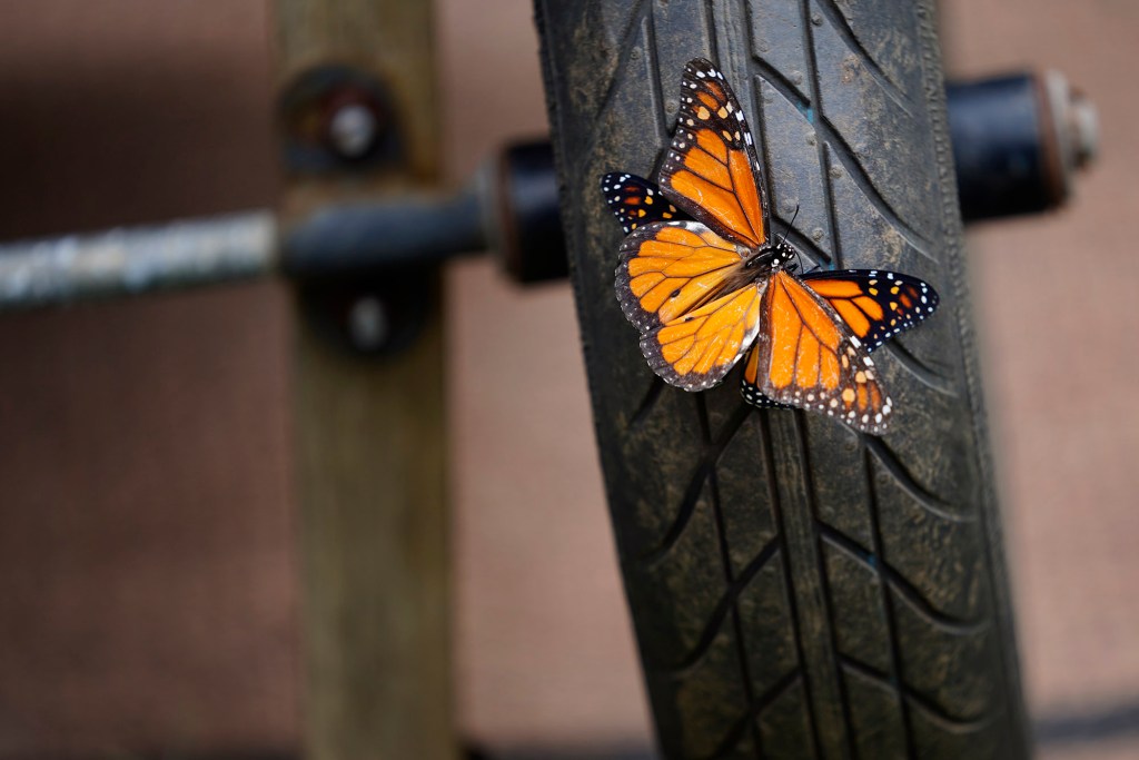 “Let me tell you 'bout the birds and the bees,” song didn’t include monarch butterflies except for here Tuesday, Feb. 18, 2025, in the backyard of a Māʻili home in Waiʻanae. (Kevin Fujii/Civil Beat/2025)