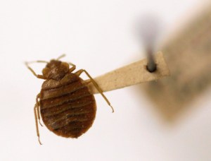 Hawaiʻi Might Finally Put The Bite On Bedbugs In Housing — But Not Hotels